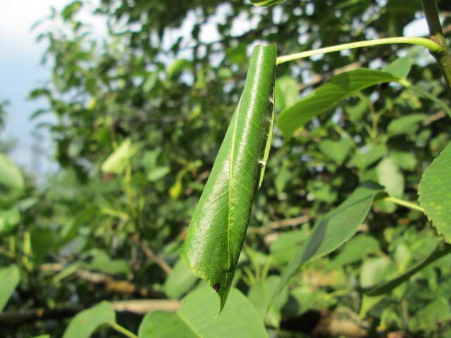 Против гусениц и большинства других вредителей можно применять опрыскивание препаратами, содержащими медь